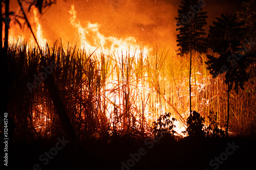 Wildfire Wild Cane Fire