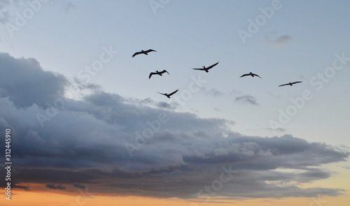 Vászonkép Flock of brown pelicans flying at sunset with a dramatic cloud formation in the bacdground and a warm sunset afterglow below