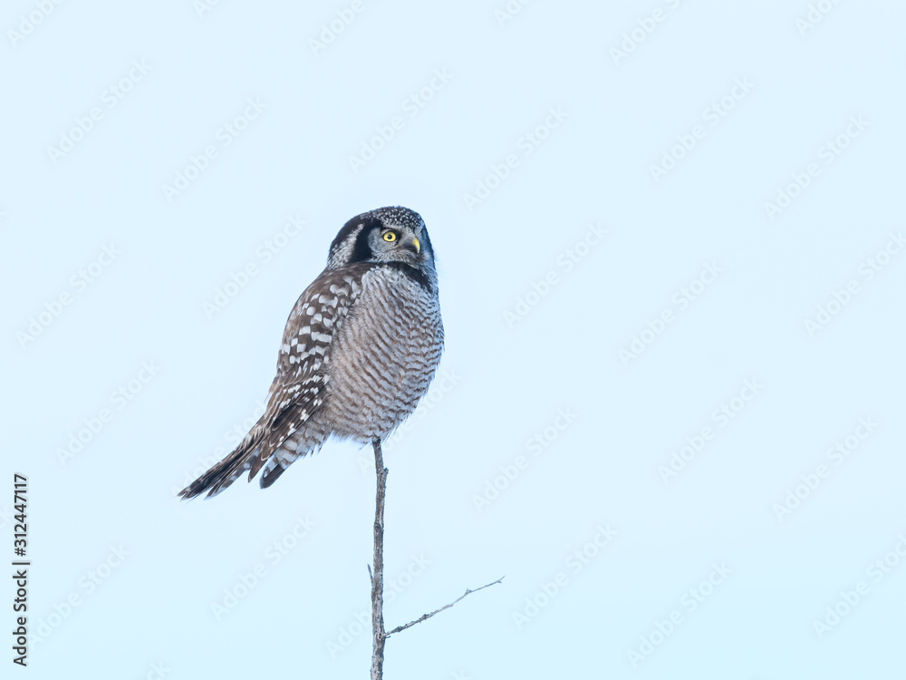 Fototapeta premium Northern Hawk Owl Perched on Top of the Tree in Winter