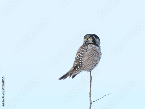 Northern Hawk Owl Perched on Top of the Tree in Winter