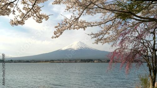 mt fuji and lake kawaguchi with flowering sakura © chris