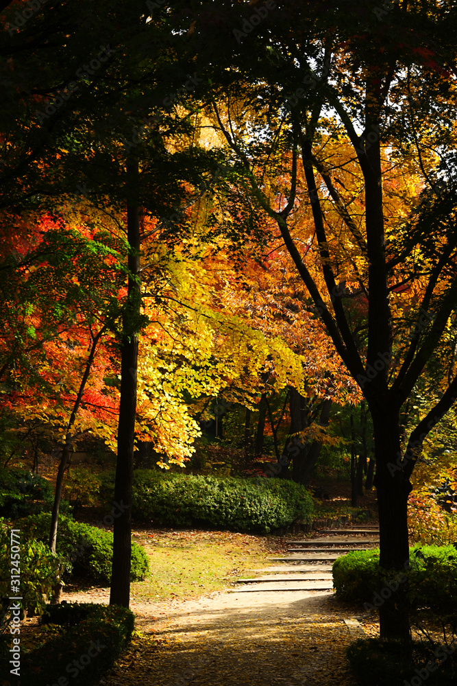 Fototapeta premium Autumn forest. Colorful forest with sun rays through branches of trees. Scenery of nature with sunlight.