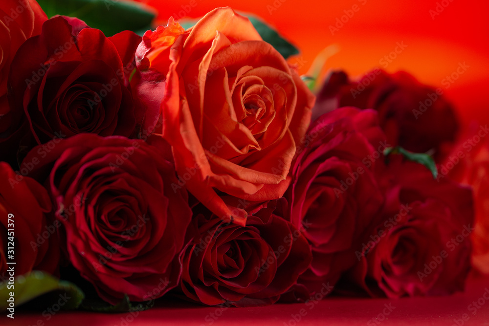 Red roses close up, love and romantic gift. Holiday