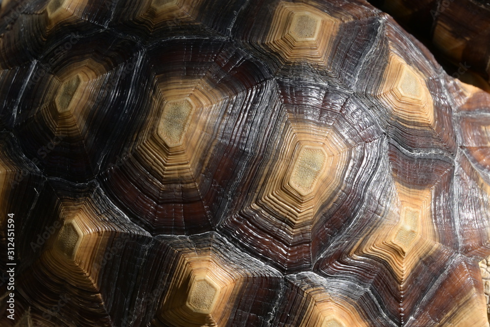pattern of hard tortoiseshell, closeup image of turtle animal pattern of hard tortoiseshell, closeup image of turtle animal