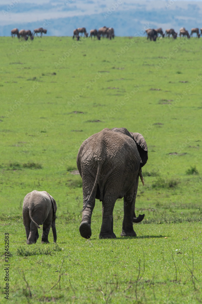 Obraz premium An Elephant and its calf grazing in the plains of Africa during a wildlife safari inside Masai Mara National Reserve