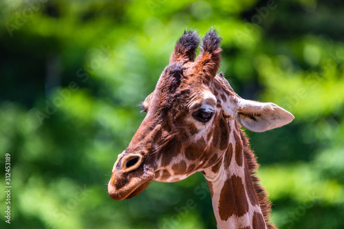 Fototapeta Naklejka Na Ścianę i Meble -  close up photo of giraffe