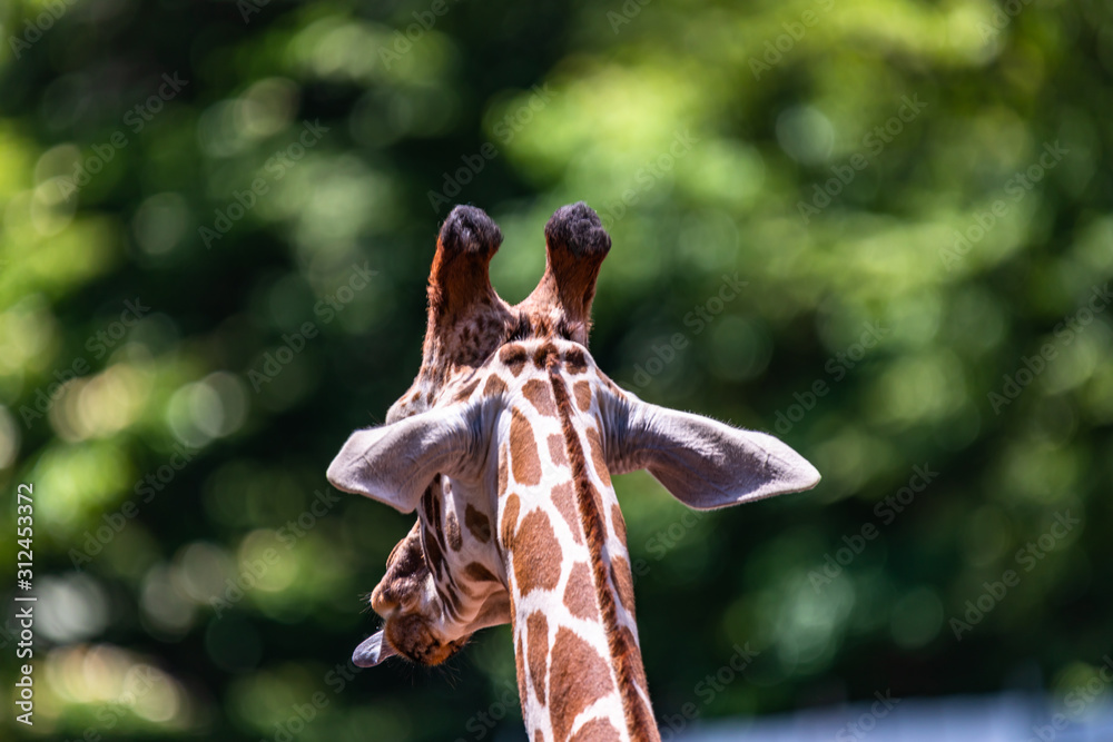 Fototapeta premium close up photo of giraffe