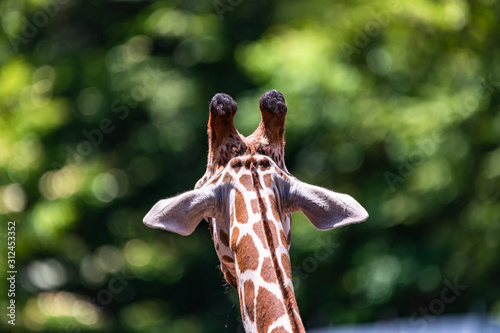 Photography close up photo of giraffe
