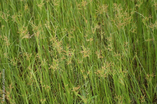 Grass and flower field