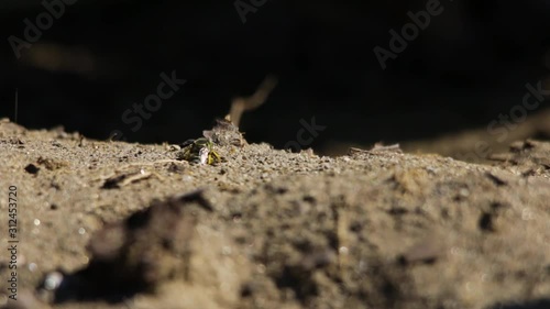 Sand wasp closing up her underground nest with fresh eggs photo