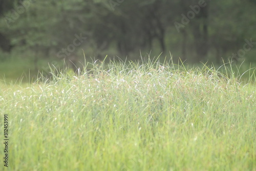 Grass and flower field