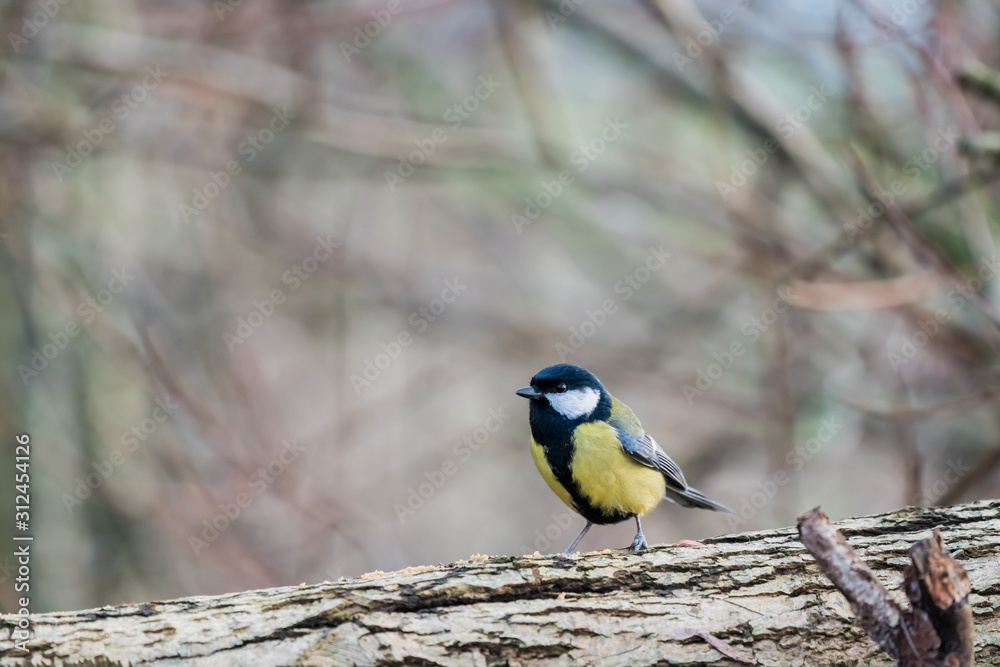 Fototapeta premium An coal tit