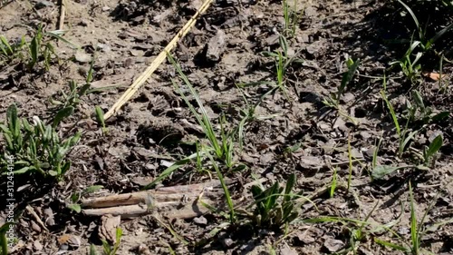 Wallpaper Mural Sand wasp colony cluster during activity time Torontodigital.ca