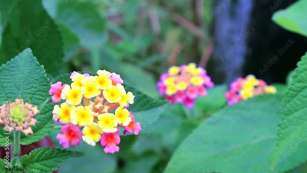 pink yellow lantana camara various color bloom in the garden has green leaves