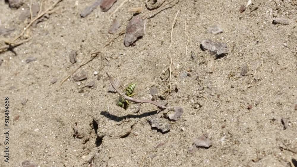 Sand wasp digging the floor vigorously Sand wasp digging the floor vigorously
