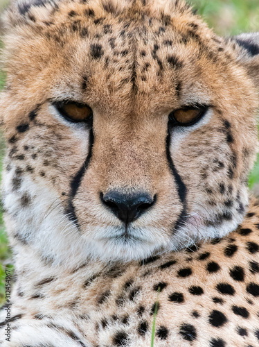 A closeup of Cheetah face as it is sleeping in the plains of africa inside Masai mara national reserve during a wildlife safari