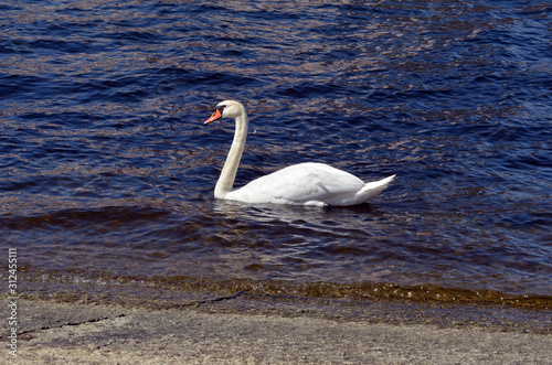 White swan in the bay near Oslo Opera Building. Norway