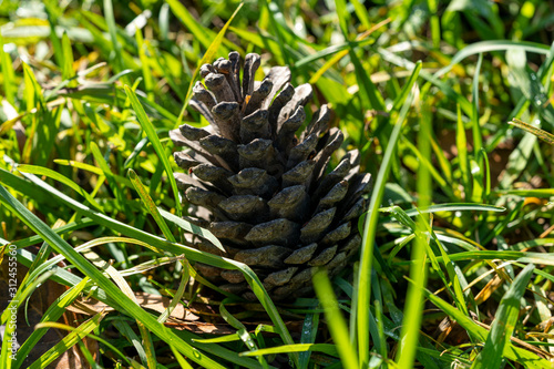 Pine Cones on Grass