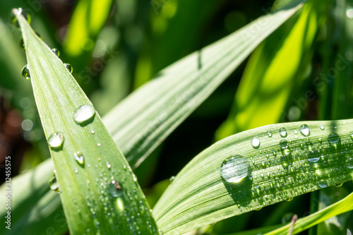 Dew on the Grass