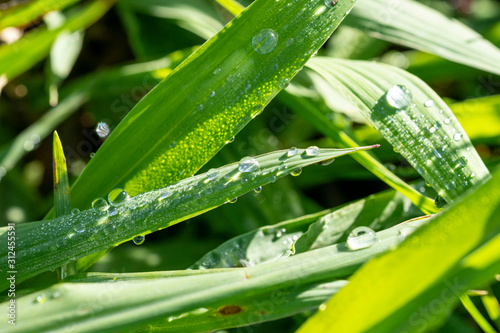 Dew on the Grass