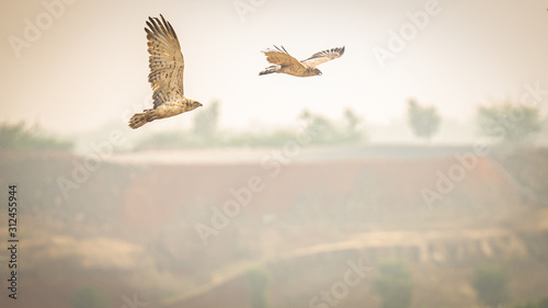 Photography Pair of short toed eagle in flight over the hills of Indapur in Maharastra India