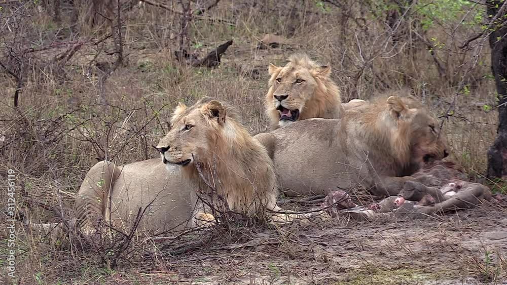 Young male lion feeds on giraffe kill as two others keep lookout in South Africa Young male lion feeds on giraffe kill as two others keep lookout in South Africa