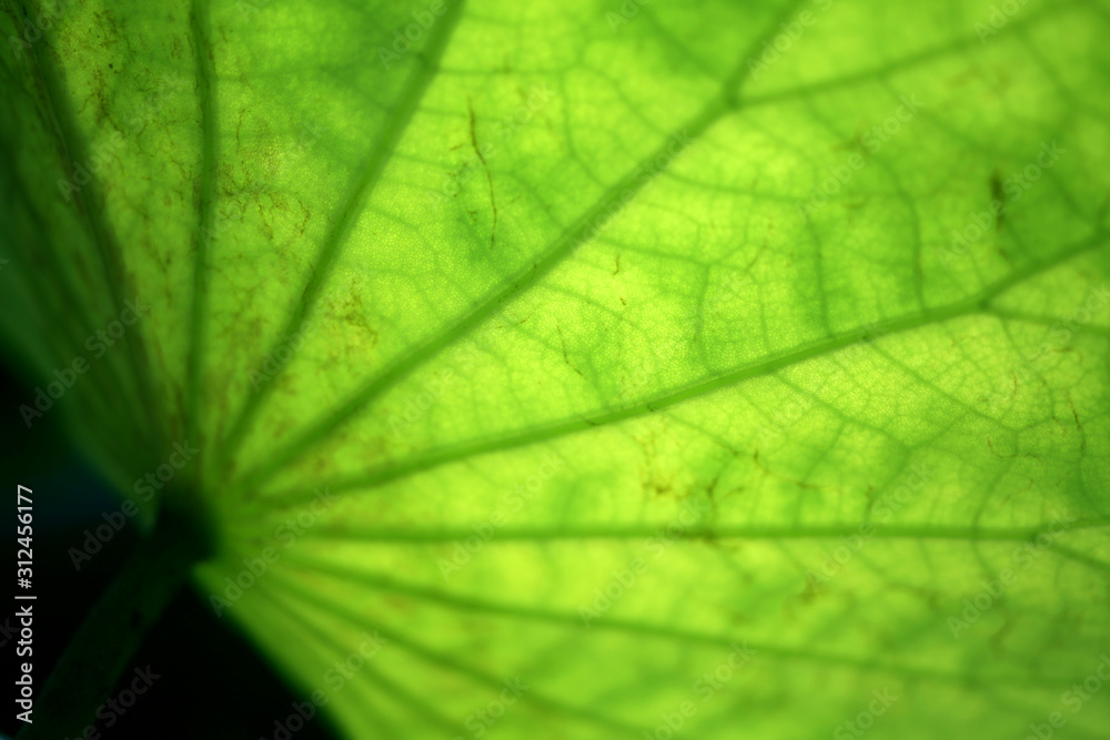 The sun shines on the emerald lotus leaves, showing a very obvious veins and texture The sun shines on the emerald lotus leaves, showing a very obvious veins and texture