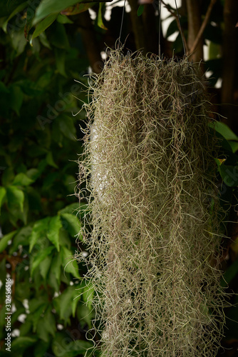 Rhipsalis in flowerpot hanging on the tree