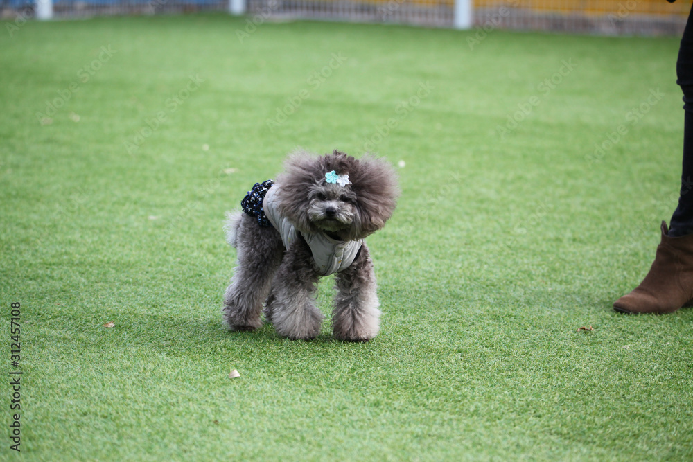 Happy puppies in a private playground Happy puppies in a private playground