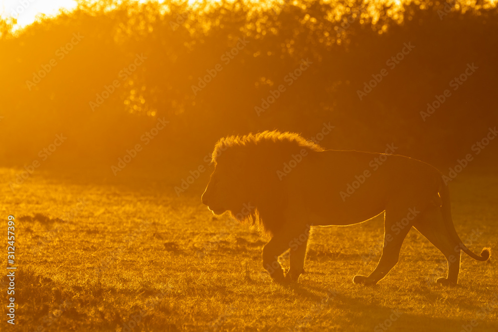 Fototapeta premium A male lion walking towards his pride on a kill with a beautiful sunrise glow in the background inside Masai Mara National Reserve during a wildlife safari