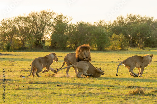 A male lion fighting with sub-adult lions from the pride inside Masai mara National Reserve during a wildlife safari
