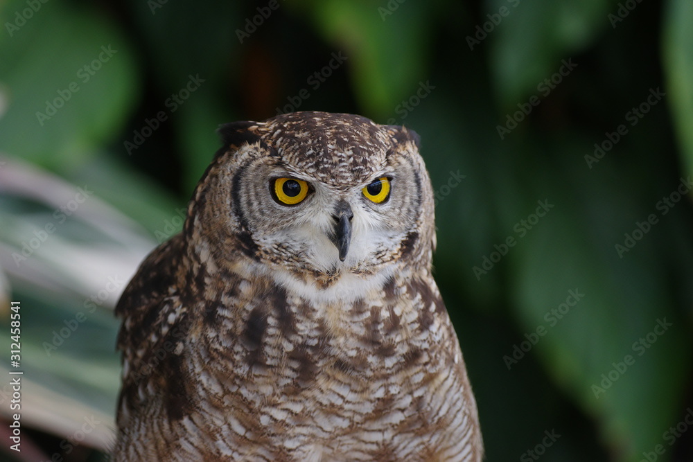 Obraz premium ミミズク