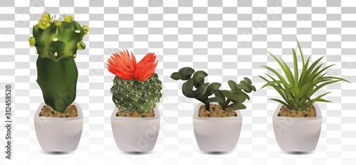 Collection 3d realistic cactus with room flower. Decorative flowers on transparent background. Beautiful icon cactus with flower. Vector illustration
