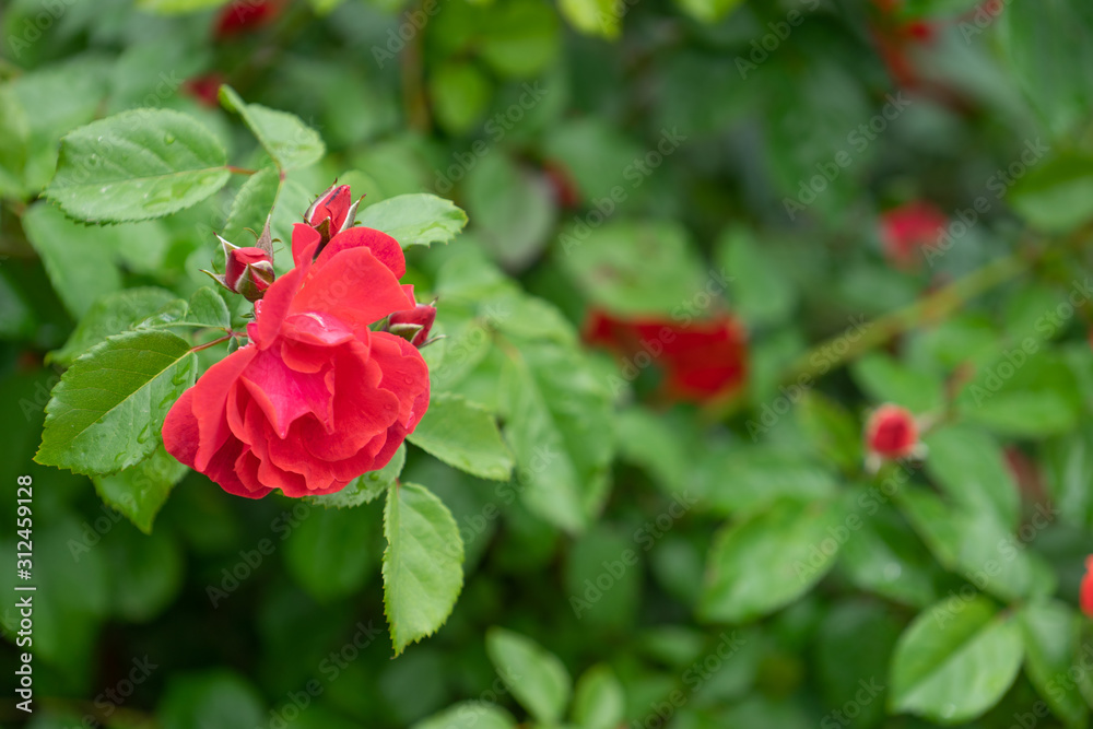 Red roses on a green blurred background of leaves. Red roses on a green blurred background of leaves.