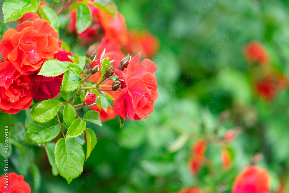 Red roses on a green blurred background of leaves.