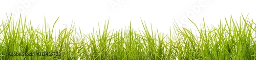 Panel kuchenny z motywem herbe Verte sur fond blanc 