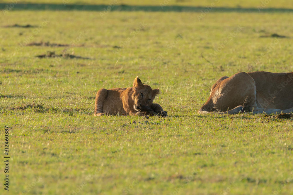 Lion cubs playing with the kill near their feeding sight inside Masai Mara National Reserve during a wildlife safari Lion cubs playing with the kill near their feeding sight inside Masai Mara National Reserve during a wildlife safari