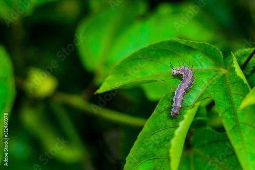 caterpillar on leaf © Paulo