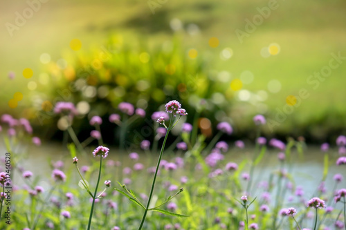 Verbena flower (argentinian vervain or purpletop vervain), beautiful purple flowers blooming in the meadow