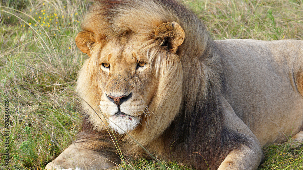 closeup photo of a lion in Africa 