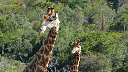 giraffes in African safari 