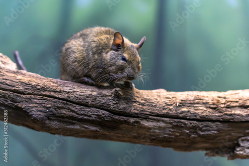 A small rodent, sitting on a branch photo