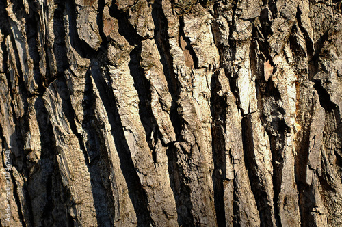 Texture of an old oak tree, close up