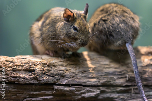 Two small rodents sitting on a branch, enjoying each other's company photo