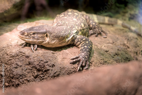 A Komodo Dragon lounging peacfully on its favorite rock