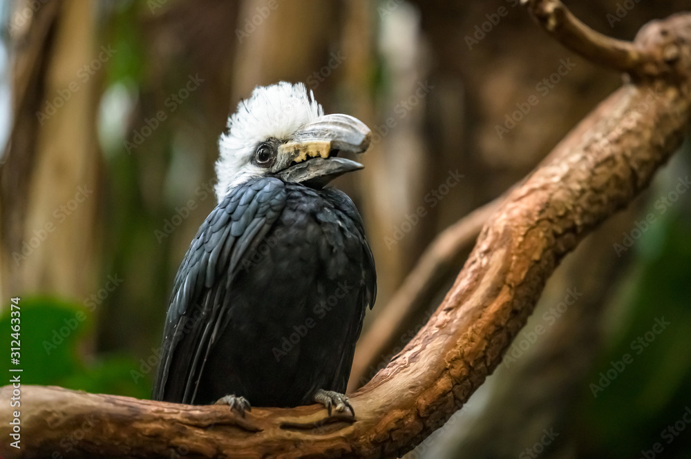 A White-Crested Hornbill sitting on a branch pondering his next move A White-Crested Hornbill sitting on a branch pondering his next move