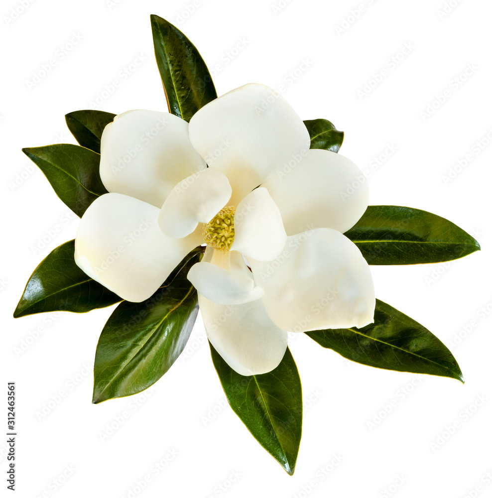 Magnolia Flower Isolated on White Top View Magnolia Flower Isolated on White Top View