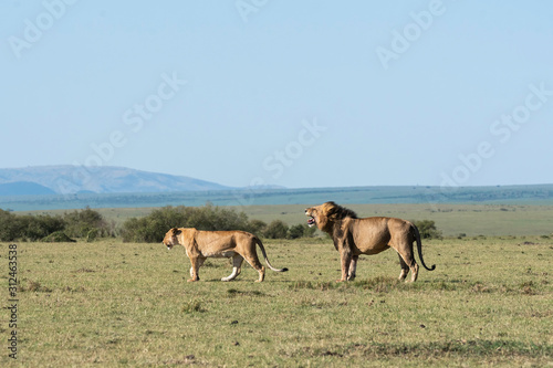 A male lion following lioness smelling as part of courtship display inside Masai Mara National Reserve during a wildlife safari © Chaithanya