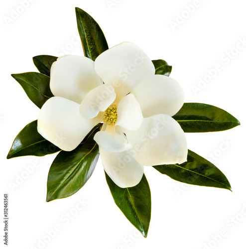 Magnolia Flower Isolated on White Top View © robynmac
