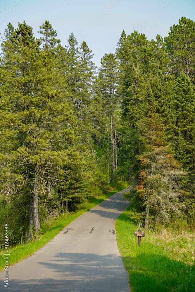 Fototapeta premium road in the forest